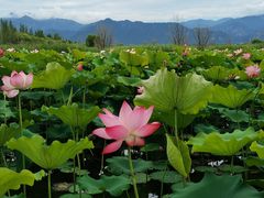 -野鸭湖国家湿地公园