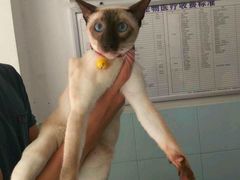 -荣耀金沙动物医院(清江西路店)