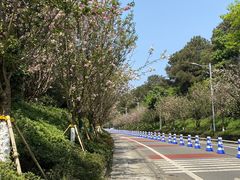 -铁山坪森林公园