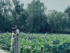 -莲湖公园