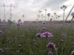 -兰陵国家农业公园