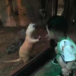 -酷嗒动物文化乐园(cutezoo西溪乐天城店)