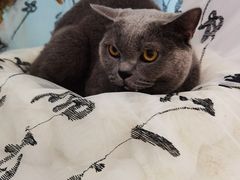 -爱洗澡的猫(望京店)