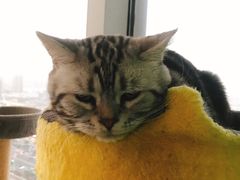 -喵店&猫咖