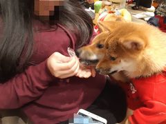-逗柴咖啡屋·狗咖猫咖宠物桌游