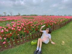 -荷兰花海