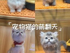 -欣宠猫屋·矮脚拿破仑·蓝金金渐层