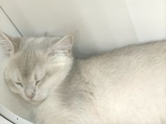 -三花喵·撸猫购宠·宠物生活馆(虹桥南丰城店)