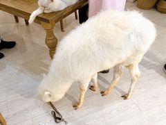 -共舞时光猫咖·狗咖(新街口店)