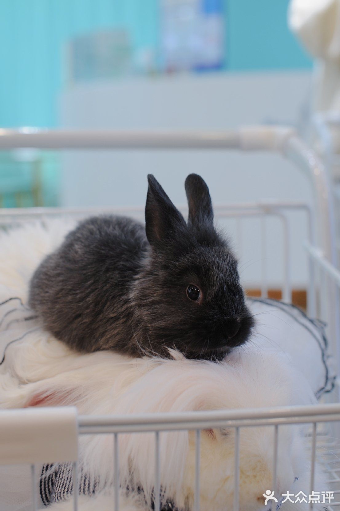杭州探店🌈独特の兔子主题馆🐰瞬间满足少女心