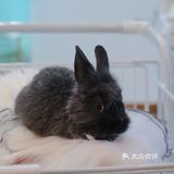 杭州探店🌈独特の兔子主题馆🐰瞬间满足少女心