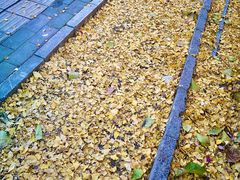 -三里屯东五街银杏大道