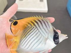 -小猫钓鱼海钓俱乐部(椰梦长廊店)