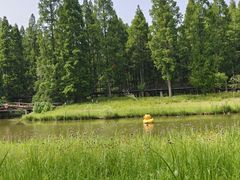 -黄海国家森林公园