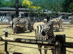 -大连森林动物园