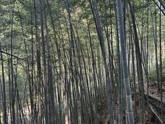 -黄山翡翠谷景区