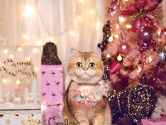 -超宠爱宠物摄影-Super pet