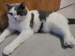 -Heymao猫咖.咖啡厅(东门店)