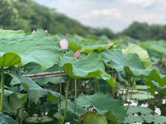 -摇橹船上船码头