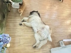 -李小姐の猫咖啡馆(五角场店)