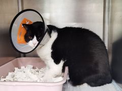 -美联众合动物医院(·中兽医·疑难杂症·严家桥分院)