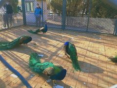 -长白岛森林公园