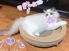 -袖虎·猫馆(体育西路店)