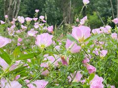 -白鹭湾湿地公园