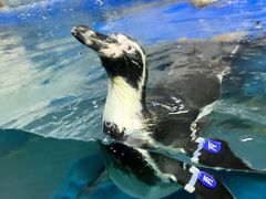 -太平洋海底世界