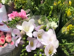 -秦美花卉(天朗·莱茵小城2期店)