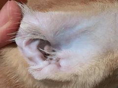 -荔康动物医院(康王北路店)