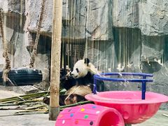 -栾川竹海野生动物园