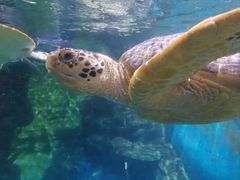 -烟台海昌鲸鲨海洋公园