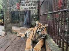 -海南热带野生动植物园