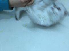 -甄爱宠物医院(疏影路店)