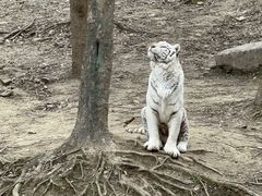 -常州淹城野生动物世界