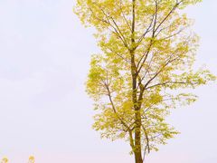 -桤木河湿地公园