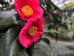 -金花茶公园