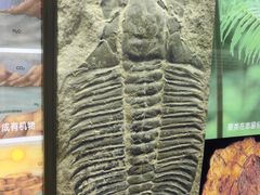 -上海昆虫博物馆