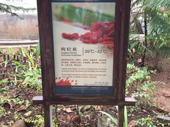 -三亚珠江南田温泉度假区