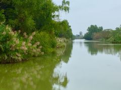 -大湾区中央湿地公园