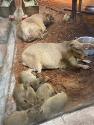 -Zoolung Zoolung动物主题公园(海信广场店)