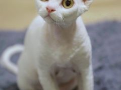 -北京赛佳动物医院