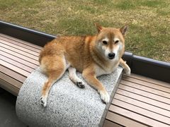 -上海尚嘉中心