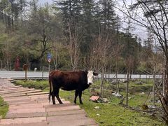 -硗碛藏寨·神木垒景区