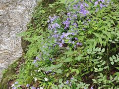 -牛背梁国家森林公园