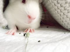 -雨林宠物医院 非犬猫异宠专科