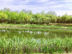 -大兴滨河森林公园