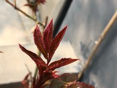 -首开·常青藤二期