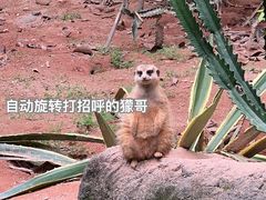 -广州长隆野生动物世界